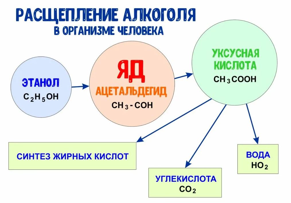 Как расщепляется алкоголь в организме